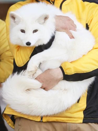 宠物狐狸一只多少元