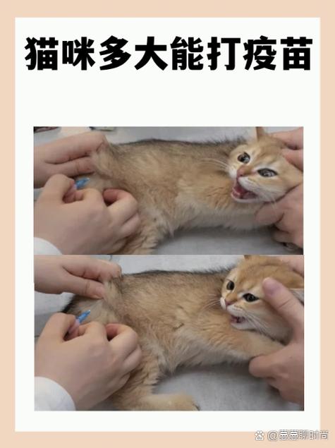 猫星状病毒能存活多久截图