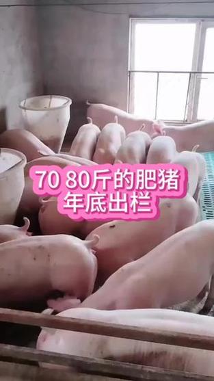 肥猪一般多少斤缩略图