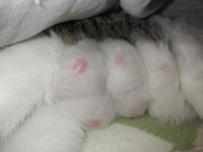 母猫咪咪头突出