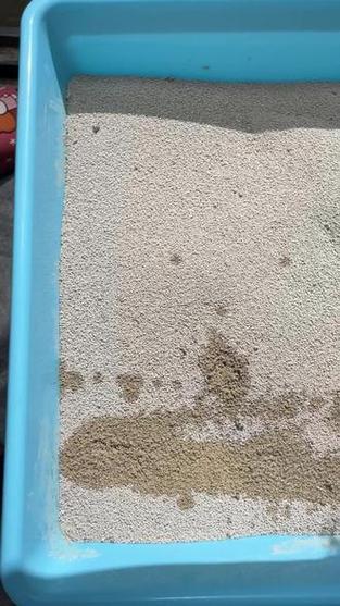 猫砂骚臭一招教你解决
