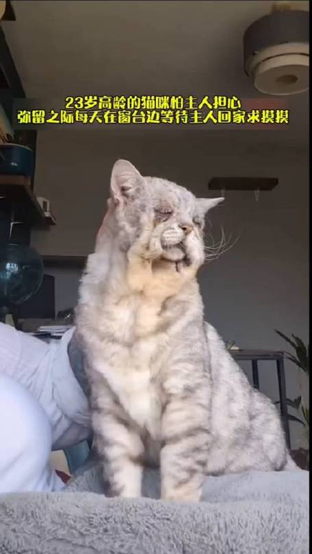 旧版的猫咪