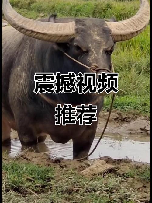 518安装视频