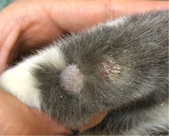 红霉素软膏能治猫癣吗截图