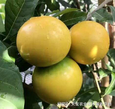 现在种什么水果好吃又赚钱呢图标