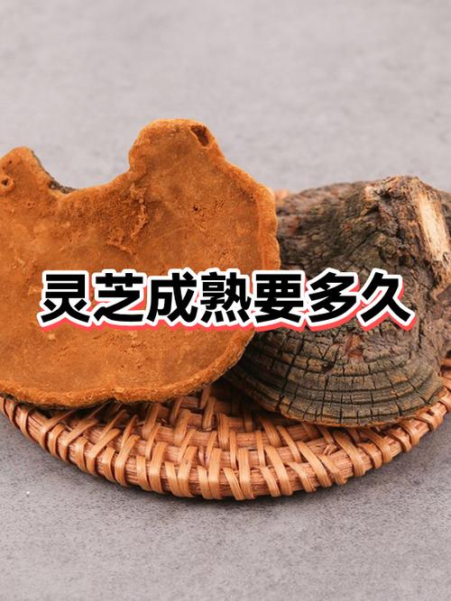 灵芝一般吃多久要停
