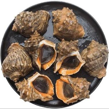 新鲜大海螺多少钱一斤
