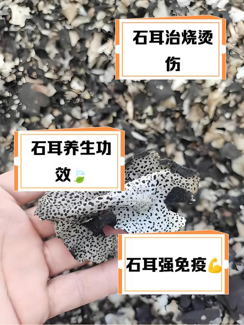 猪耳石骨头作用