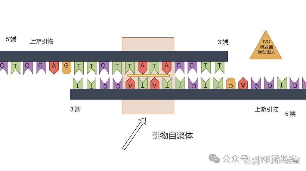引物设计