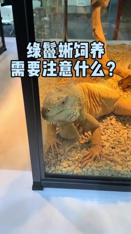 蜥蜴能当宠物养吗