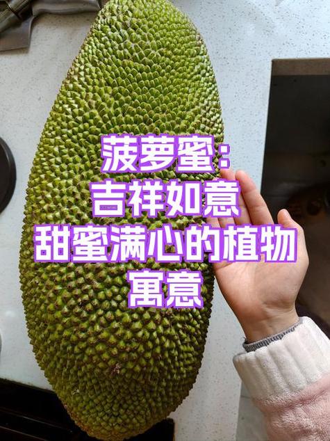 菠萝蜜寓意和象征
