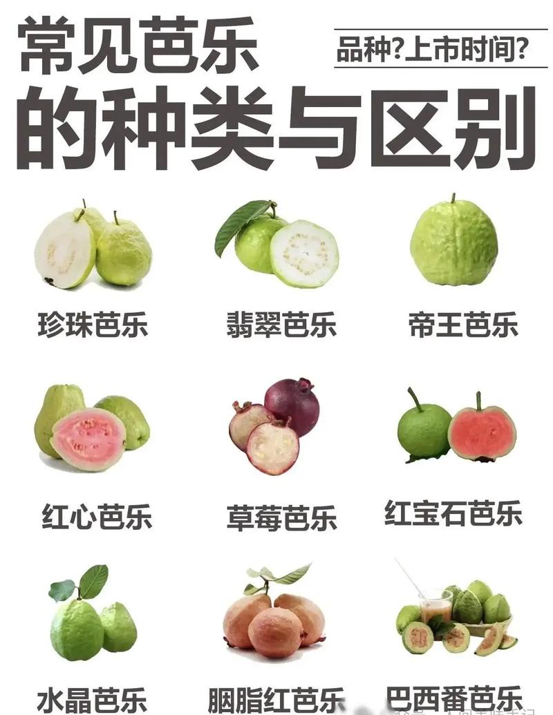 美团忠诚和乐跑有什么区别