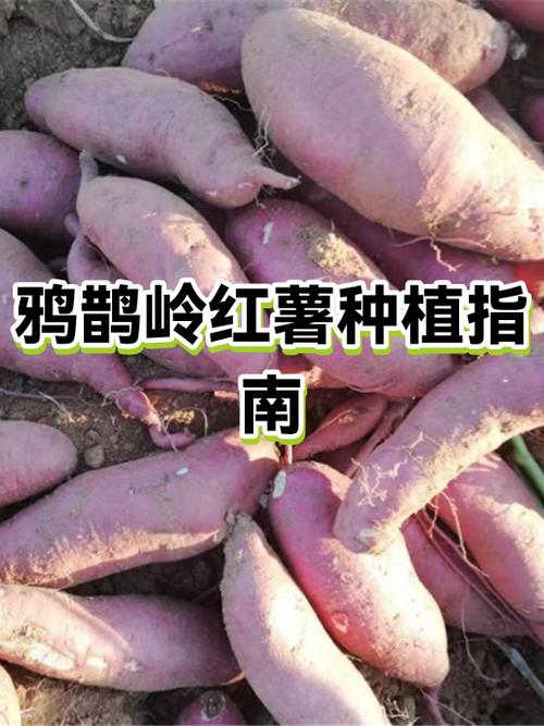 红薯暗指的男女关系