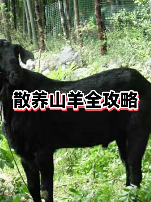 散养羊最多能养多少只