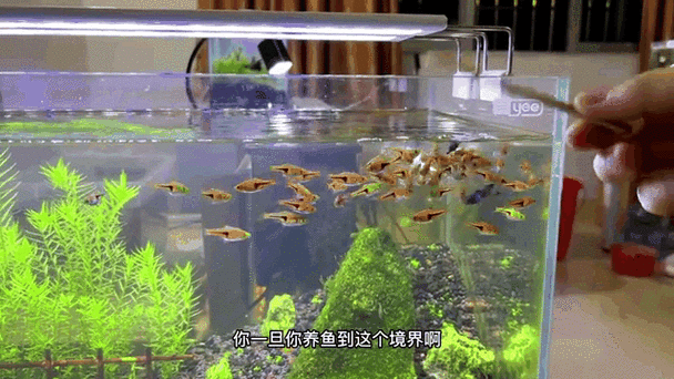可以喂鱼的动态壁纸图标