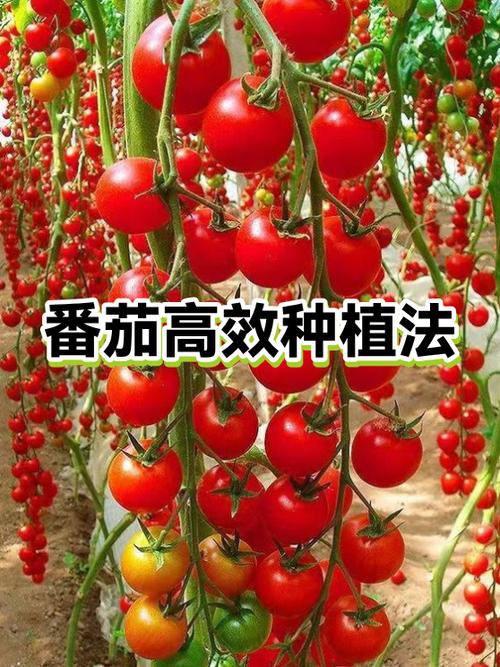 番茄钟时间管理app