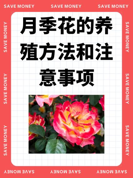月季花种植方法与技巧