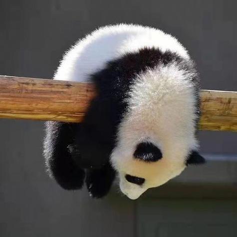 熊猫头像图片可爱呆萌