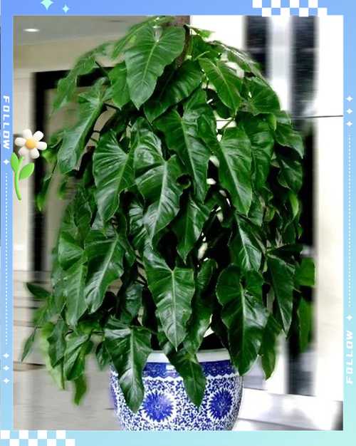 植物绿宝石图片截图
