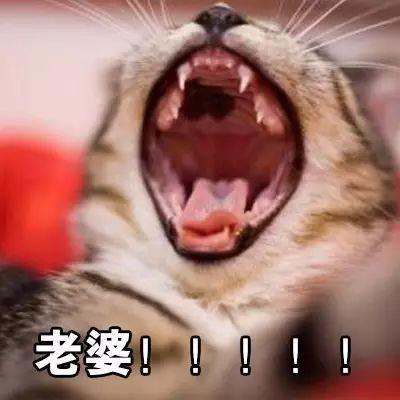 呼叫老婆表情包