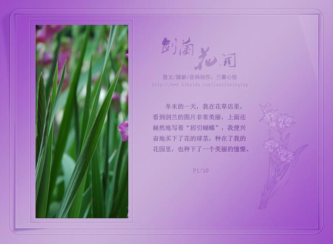兰花精美散文缩略图