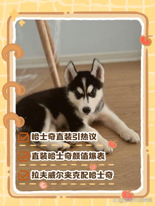 狗子直装最终版