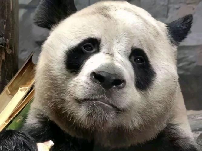 大脸熊猫表情包缩略图