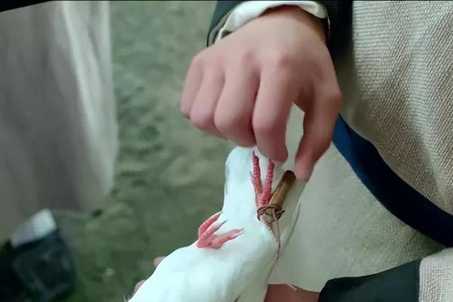 飞鸽传书3