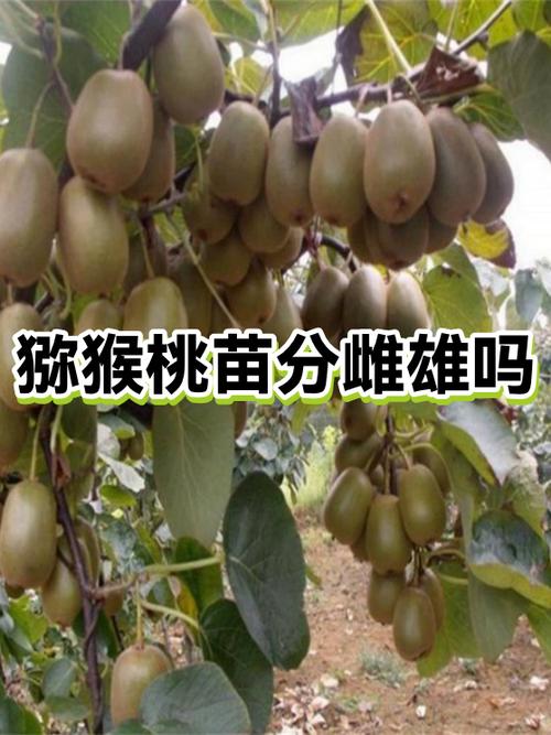 猜谜语打一水果缩略图
