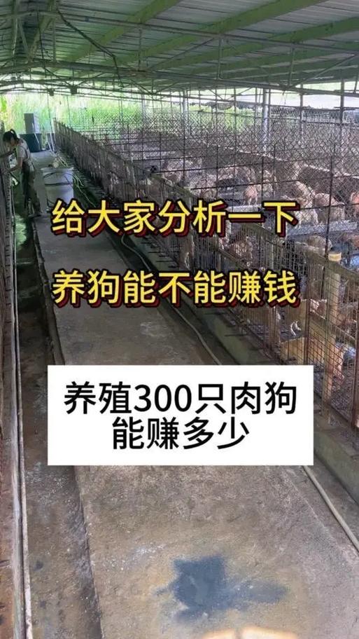 全民养狗赚钱缩略图
