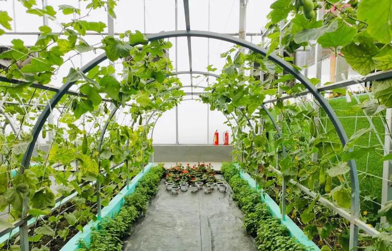 立体种植蔬菜大棚图片