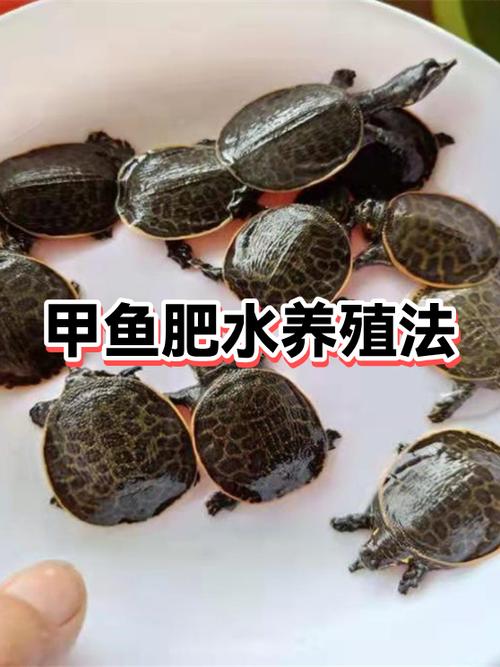 甲鱼会被水淹死吗图标