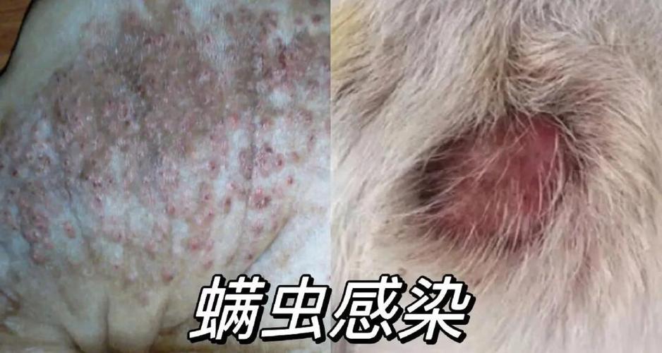 狗狗的皮肤病