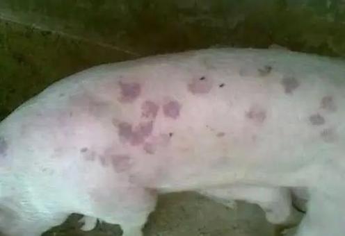 猪身上有红点是什么病用什么药治疗缩略图
