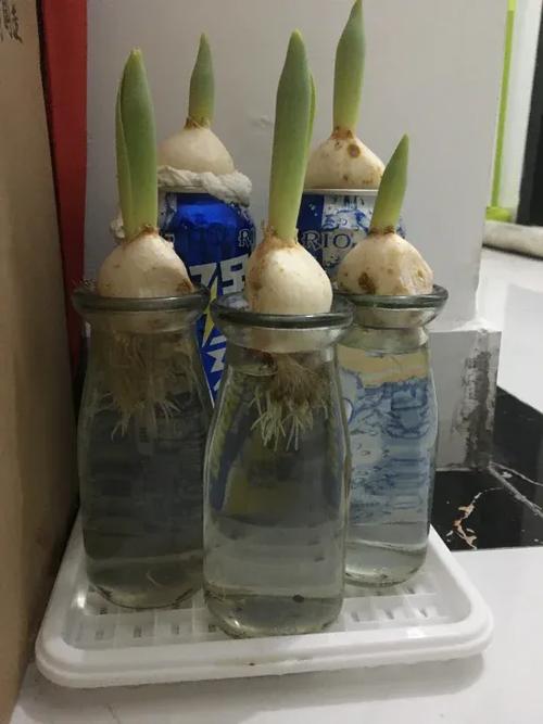 郁金香土培转水培方法