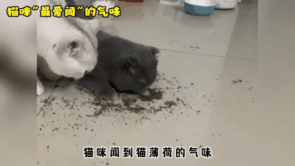 猫能凭着气味多远找回家图标