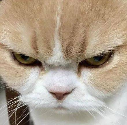 恶猫咆哮表情包缩略图