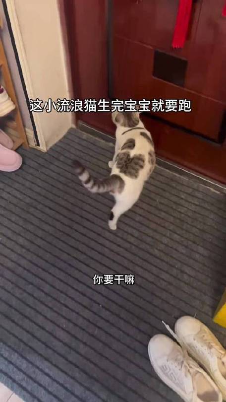 上门收猫