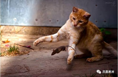 家猫会抓老鼠吗