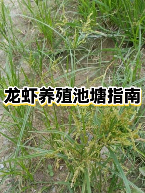 龙虾是怎么养殖的游戏截图