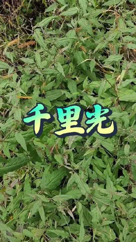 千里光对肺结节的作用