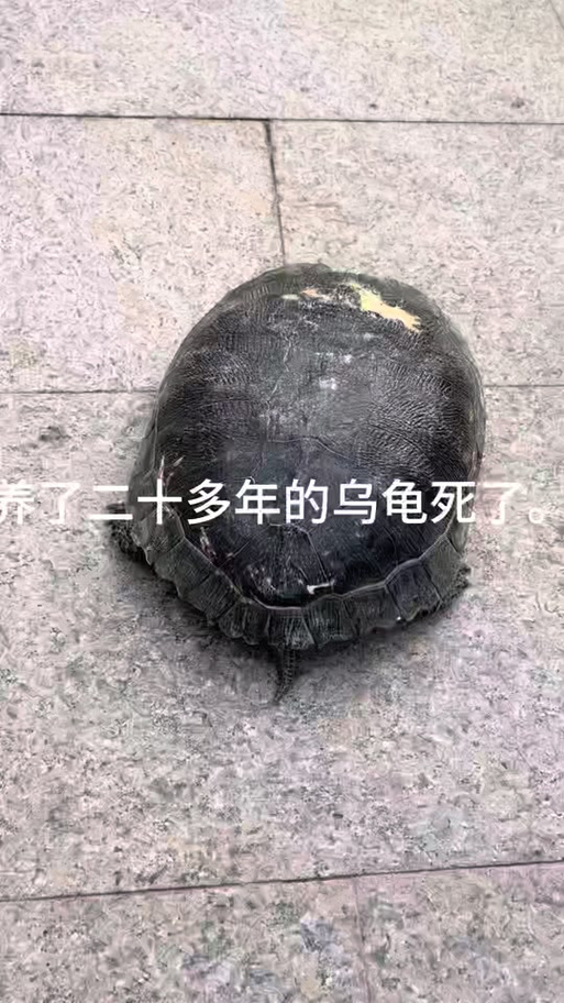 乌龟爬到家门口,预示着什么?