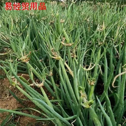 龙爪葱的种植方法游戏截图