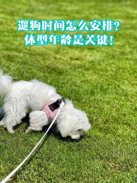 正确遛狗时间截图