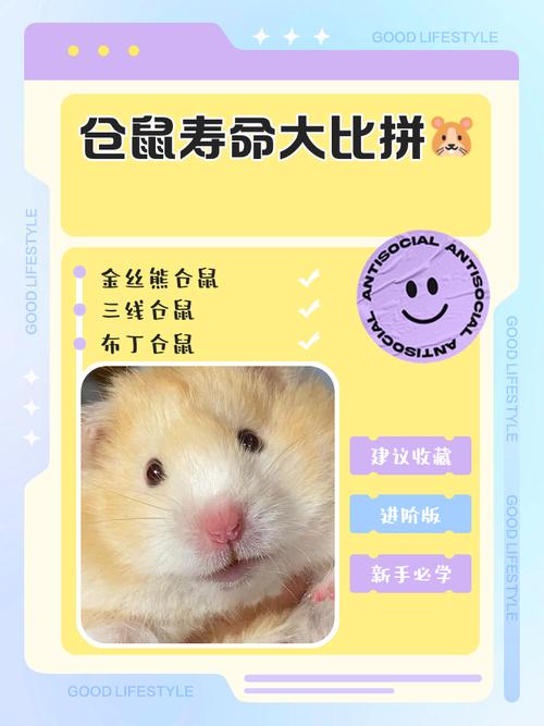 仓鼠的寿命可以活多少年