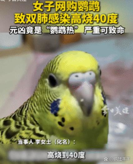 2025年鹦鹉价目表