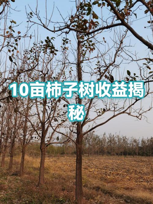 柿子树栽哪里最旺财图标