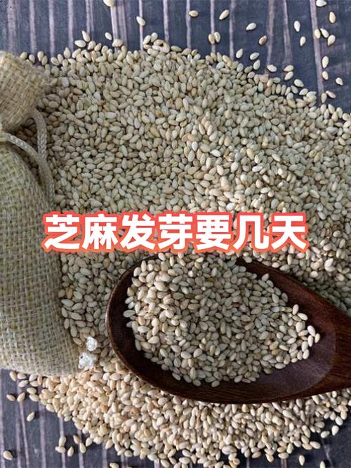 芝麻什么时候种图标