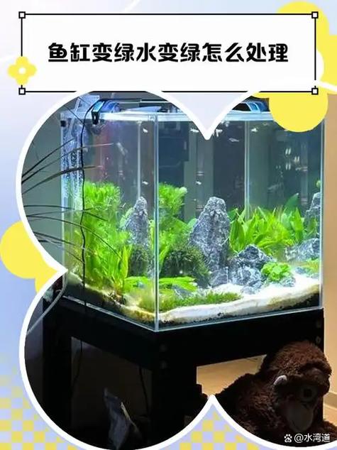 鱼缸水质发绿是什么原因