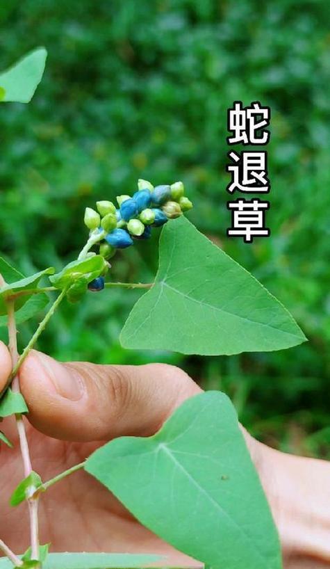绿色地狱刺魟的尖刺有什么用